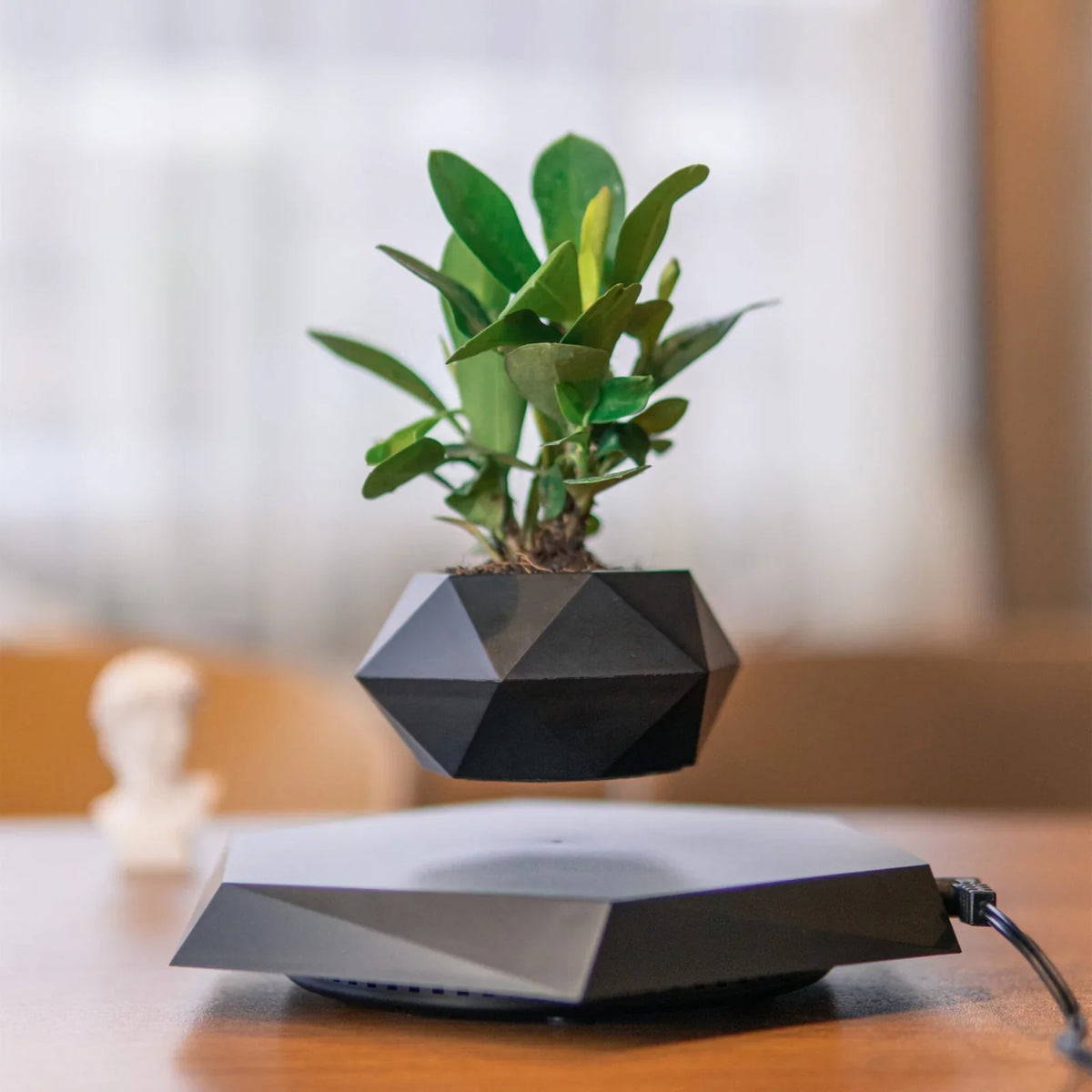 Levitation Plants Pot Table Plants Display