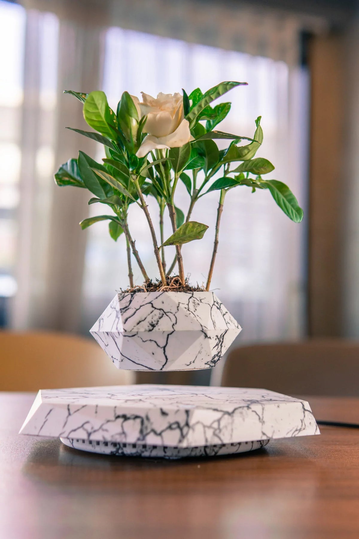 Levitation Plants Pot Table Plants Display